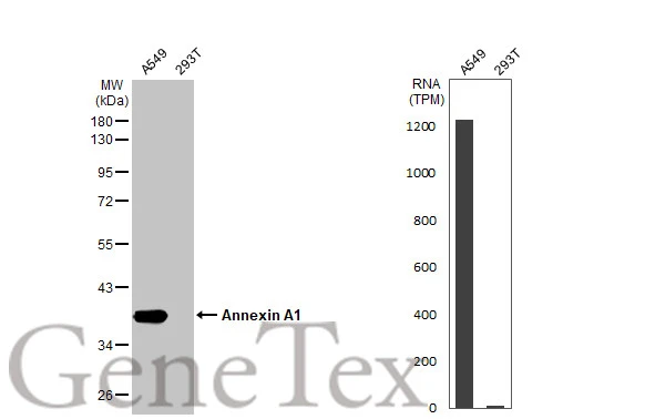 Various whole cell extracts (30 μg) were separated by 10% SDS-PAGE, and the membrane was blotted with Annexin A1 antibody [HL2141] (GTX638119) diluted at 1:1000. The HRP-conjugated anti-rabbit IgG antibody (GTX213110-01) was used to detect the primary antibody. Corresponding RNA expression data for the same cell lines are based on Human Protein Atlas program.