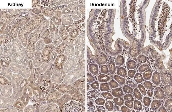 Annexin A1 antibody [HL2141] detects Annexin A1 protein by immunohistochemical analysis. Sample: Paraffin-embedded mouse tissues. Annexin A1 stained by Annexin A1 antibody [HL2141] (GTX638119) diluted at 1:100. Antigen Retrieval: Citrate buffer, pH 6.0, 15 min