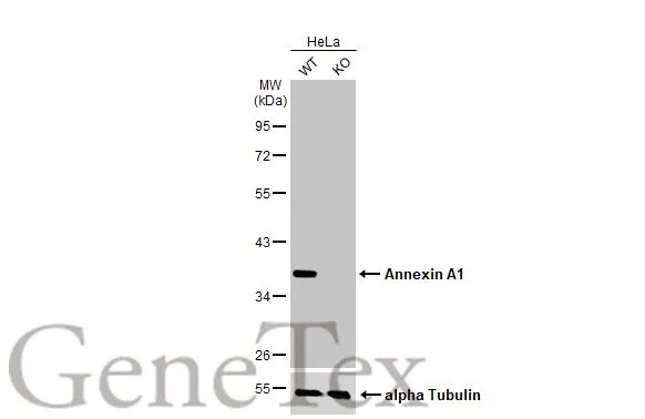 Wild-type (WT) and ANXA1 knockout (KO) HeLa cell extracts (30 μg) were separated by 10% SDS-PAGE, and the membrane was blotted with Annexin A1 antibody [HL2141] (GTX638119) diluted at 1:1000. The HRP-conjugated anti-rabbit IgG antibody (GTX213110-01) was used to detect the primary antibody.
