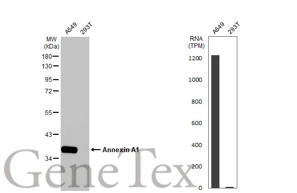 Various whole cell extracts (30 μg) were separated by 10% SDS-PAGE, and the membrane was blotted with Annexin A1 antibody [HL2142] (GTX638120) diluted at 1:1000. The HRP-conjugated anti-rabbit IgG antibody (GTX213110-01) was used to detect the primary antibody. Corresponding RNA expression data for the same cell lines are based on Human Protein Atlas program.