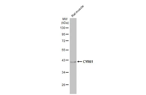 Rat tissue extract (50 μg) was separated by 10% SDS-PAGE, and the membrane was blotted with CYR61 antibody [HL2144] (GTX638122) diluted at 1:1000. The HRP-conjugated anti-rabbit IgG antibody (GTX213110-01) was used to detect the primary antibody.