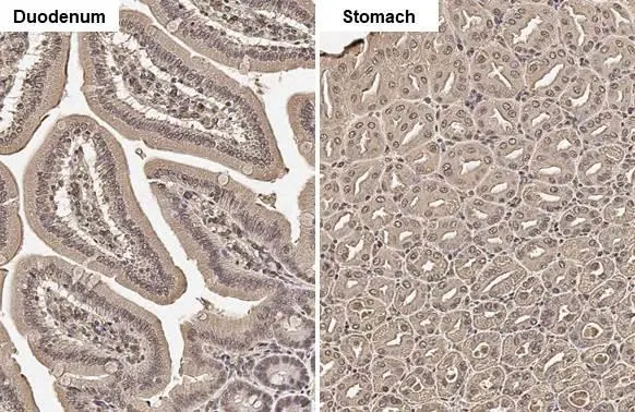 ADFP antibody [HL2147] detects ADFP protein by immunohistochemical analysis. Sample: Paraffin-embedded mouse tissues. ADFP stained by ADFP antibody [HL2147] (GTX638125) diluted at 1:100. Antigen Retrieval: Citrate buffer, pH 6.0, 15 min
