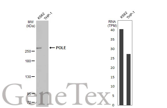 POLE antibody [HL2150]