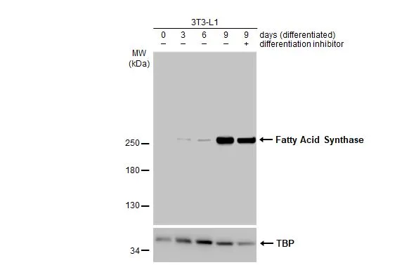 Various whole cell extracts (30 μg) were separated by 5% SDS-PAGE, and the membrane was blotted with Fatty Acid Synthase antibody [HL2160] (GTX638138) diluted at 1:5000. The HRP-conjugated anti-rabbit IgG antibody (GTX213110-01) was used to detect the primary antibody.