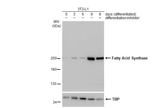 Various whole cell extracts (30 μg) were separated by 5% SDS-PAGE, and the membrane was blotted with Fatty Acid Synthase antibody [HL2161] (GTX638139) diluted at 1:1000. The HRP-conjugated anti-rabbit IgG antibody (GTX213110-01) was used to detect the primary antibody.