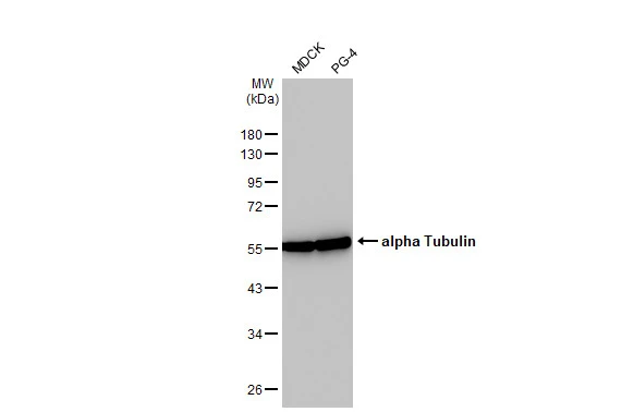Various whole cell extracts (30 μg) were separated by 10% SDS-PAGE, and the membrane was blotted with alpha Tubulin antibody [HL2162] (GTX638140) diluted at 1:1000. The HRP-conjugated anti-rabbit IgG antibody (GTX213110-01) was used to detect the primary antibody.
