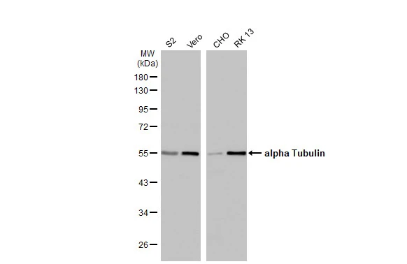 Various whole cell extracts (30 μg) were separated by 10% SDS-PAGE, and the membrane was blotted with alpha Tubulin antibody [HL2162] (GTX638140) diluted at 1:1000. The HRP-conjugated anti-rabbit IgG antibody (GTX213110-01) was used to detect the primary antibody.