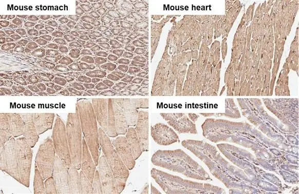alpha Tubulin antibody [HL2162] detects alpha Tubulin protein by immunohistochemical analysis. Sample: Paraffin-embedded mouse tissues. alpha Tubulin stained by alpha Tubulin antibody [HL2162] (GTX638140) diluted at 1:100. Antigen Retrieval: Citrate buffer, pH 6.0, 15 min