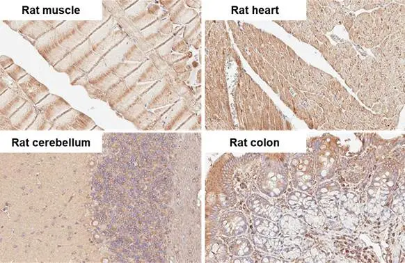 alpha Tubulin antibody [HL2162] detects alpha Tubulin protein by immunohistochemical analysis. Sample: Paraffin-embedded rat tissues. alpha Tubulin stained by alpha Tubulin antibody [HL2162] (GTX638140) diluted at 1:100. Antigen Retrieval: Citrate buffer, pH 6.0, 15 min
