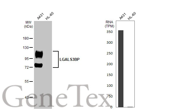 Various whole cell extracts (30 μg) were separated by 7.5% SDS-PAGE, and the membrane was blotted with LGALS3BP antibody [HL2168] (GTX638146) diluted at 1:1000. The HRP-conjugated anti-rabbit IgG antibody (GTX213110-01) was used to detect the primary antibody. Corresponding RNA expression data for the same cell lines are based on Human Protein Atlas program.