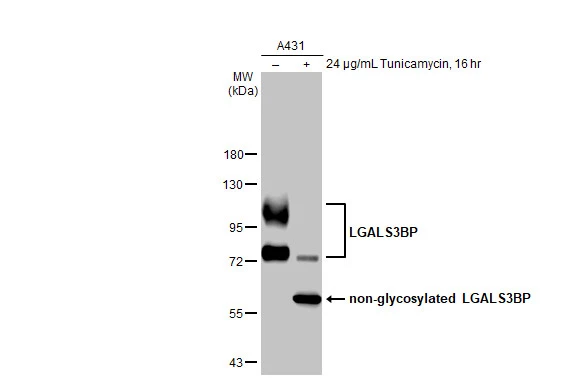 Untreated (–) and treated (+) A431 whole cell extracts (30 μg) were separated by 7.5% SDS-PAGE, and the membrane was blotted with LGALS3BP antibody [HL2168] (GTX638146) diluted at 1:1000. The HRP-conjugated anti-rabbit IgG antibody (GTX213110-01) was used to detect the primary antibody.