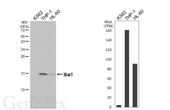 Various whole cell extracts (30 μg) were separated by 15% SDS-PAGE, and the membrane was blotted with Iba1 antibody [HL1880-MS] (GTX638147) diluted at 1:1000. The HRP-conjugated anti-mouse IgG antibody (GTX213111-01) was used to detect the primary antibody. Corresponding RNA expression data for the same cell lines are based on Human Protein Atlas program.