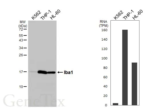 Iba1 antibody [HL1880-RT]