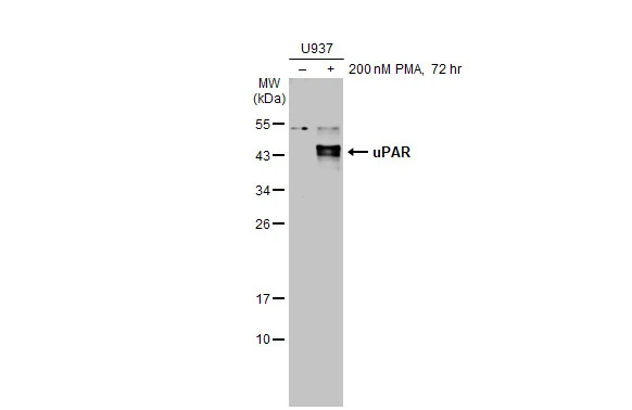 Untreated (–) and treated (+) U937 whole cell extracts (30 μg) were separated by 12% SDS-PAGE, and the membrane was blotted with uPAR antibody [HL2169] (GTX638173) diluted at 1:500. The HRP-conjugated anti-rabbit IgG antibody (GTX213110-01) was used to detect the primary antibody, and the signal was developed with Trident ECL plus-Enhanced.