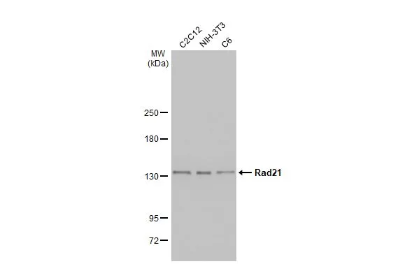 Various whole cell extracts (30 μg) were separated by 5% SDS-PAGE, and the membrane was blotted with Rad21 antibody [HL2171] (GTX638175) diluted at 1:2000. The HRP-conjugated anti-rabbit IgG antibody (GTX213110-01) was used to detect the primary antibody.