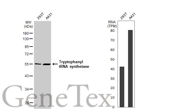 Various whole cell extracts (30 μg) were separated by 10% SDS-PAGE, and the membrane was blotted with Tryptophanyl tRNA synthetase antibody [HL2186] (GTX638190) diluted at 1:1000. The HRP-conjugated anti-rabbit IgG antibody (GTX213110-01) was used to detect the primary antibody. Corresponding RNA expression data for the same cell lines are based on Human Protein Atlas program.
