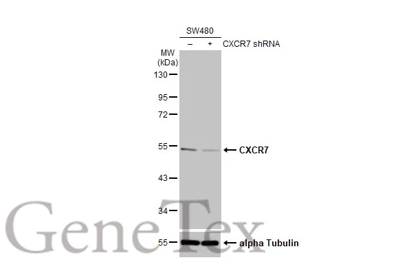 Non-transfected (–) and transfected (+) SW480 whole cell extracts (30 μg) were separated by 10% SDS-PAGE, and the membrane was blotted with CXCR7 antibody [HL2189] (GTX638193) diluted at 1:10000. The HRP-conjugated anti-rabbit IgG antibody (GTX213110-01) was used to detect the primary antibody.