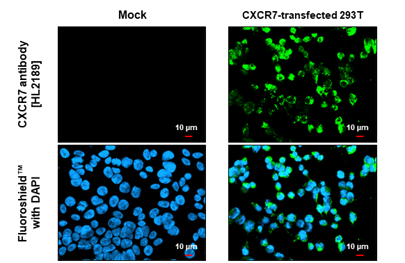 CXCR7 antibody [HL2189] detects CXCR7 protein by immunofluorescent analysis. Sample: Mock and transfected 293T cells were fixed in 4% paraformaldehyde at RT for 15 min. Green: CXCR7 stained by CXCR7 antibody [HL2189] (GTX638193) diluted at 1:500. Blue: Fluoroshield with DAPI (GTX30920). Scale bar= 10μm.