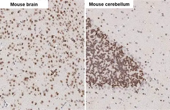 Anti-NeuN antibody [HL2194] (GTX638198) | GeneTex