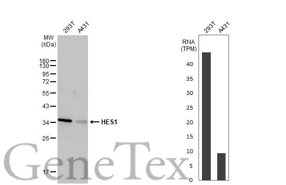 Various whole cell extracts (30 μg) were separated by 12% SDS-PAGE, and the membrane was blotted with HES1 antibody [HL2198] (GTX638202) diluted at 1:2000. The HRP-conjugated anti-rabbit IgG antibody (GTX213110-01) was used to detect the primary antibody. Corresponding RNA expression data for the same cell lines are based on Human Protein Atlas program.