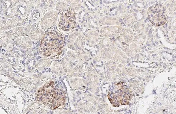 NPR-C antibody [HL2200]