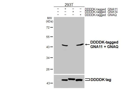 Non-transfected (–) and transfected (+) 293T whole cell extracts (30 μg) were separated by 10% SDS-PAGE, and the membrane was blotted with GNA11 + GNAQ antibody [HL2203] (GTX638207) diluted at 1:5000. The HRP-conjugated anti-rabbit IgG antibody (GTX213110-01) was used to detect the primary antibody.