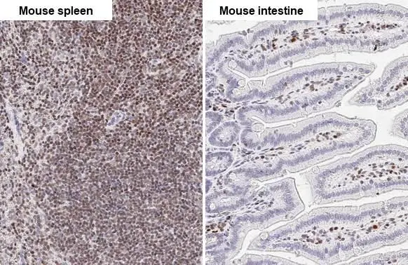 RUNX1 antibody [HL2211] detects RUNX1 protein by immunohistochemical analysis. Sample: Paraffin-embedded mouse tissues. RUNX1 stained by RUNX1 antibody [HL2211] (GTX638215) diluted at 1:100. Antigen Retrieval: Citrate buffer, pH 6.0, 15 min