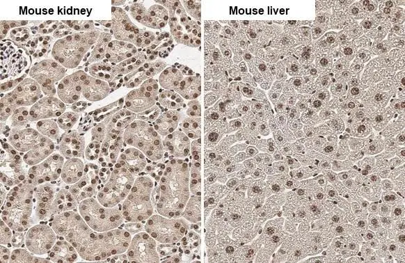 Angiogenin antibody [HL2214] detects Angiogenin protein by immunohistochemical analysis. Sample: Paraffin-embedded mouse tissues. Angiogenin stained by Angiogenin antibody [HL2214] (GTX638218) diluted at 1:100. Antigen Retrieval: Citrate buffer, pH 6.0, 15 min