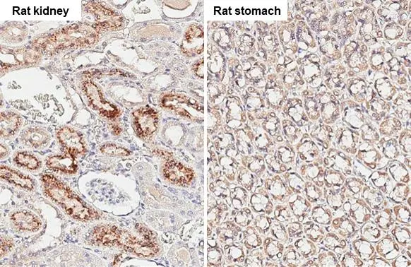 Angiogenin antibody [HL2215] detects Angiogenin protein at cytoplasm by immunohistochemical analysis. Sample: Paraffin-embedded rat tissue. Angiogenin stained by Angiogenin antibody [HL2215] (GTX638219) diluted at 1:200. Antigen Retrieval: Citrate buffer, pH 6.0, 15 min