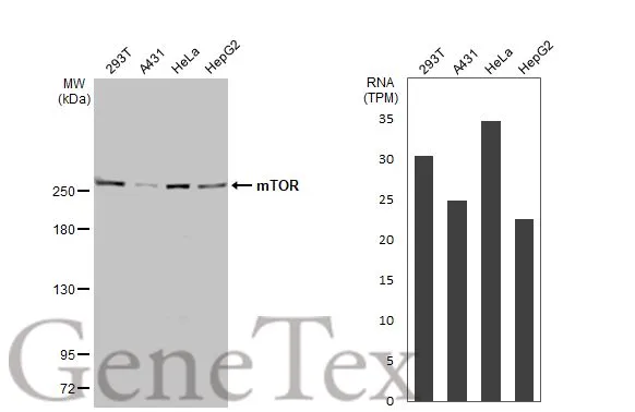 mTOR antibody [HL2216]