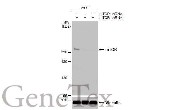 mTOR antibody [HL2216]
