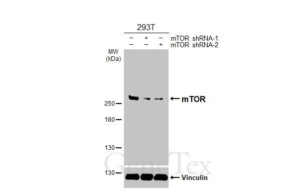Anti-mTOR antibody [HL2216] (GTX638220) | GeneTex