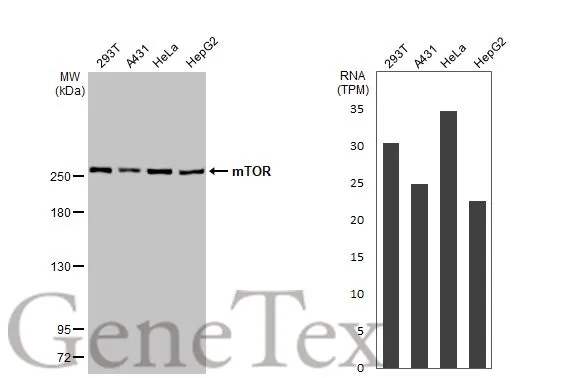 mTOR antibody [HL2217]