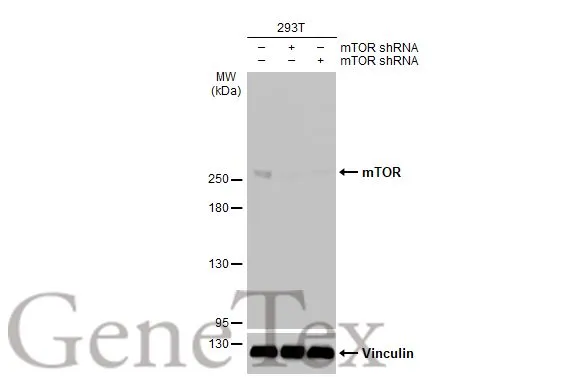 mTOR antibody [HL2217]