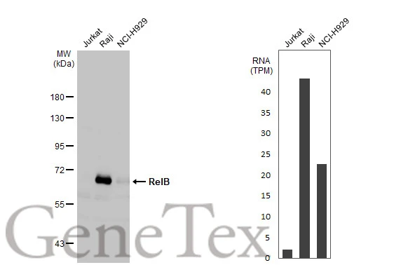 Various whole cell extracts (30 μg) were separated by 7.5% SDS-PAGE, and the membrane was blotted with RelB antibody [HL2222] (GTX638267) diluted at 1:1000. The HRP-conjugated anti-rabbit IgG antibody (GTX213110-01) was used to detect the primary antibody. Corresponding RNA expression data for the same cell lines are based on Human Protein Atlas program.