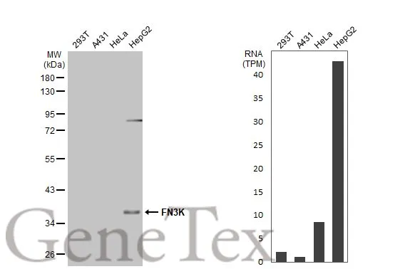Various whole cell extracts (30 μg) were separated by 10% SDS-PAGE, and the membrane was blotted with FN3K antibody [HL2223] (GTX638268) diluted at 1:5000. The HRP-conjugated anti-rabbit IgG antibody (GTX213110-01) was used to detect the primary antibody. Corresponding RNA expression data for the same cell lines are based on Human Protein Atlas program.