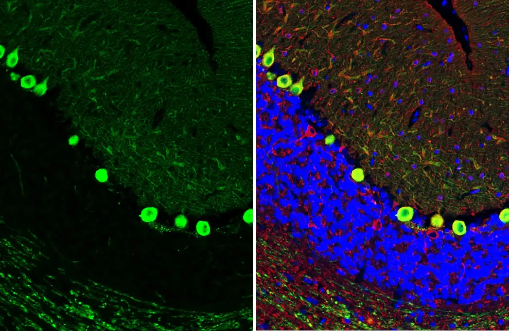 PKC gamma antibody [HL2226] detects PKC gamma protein by immunohistochemical analysis. Sample: Paraffin-embedded rat cerebellum. Green: PKC gamma stained by PKC gamma antibody [HL2226] (GTX638271) diluted at 1:400. Red: beta Tubulin 3/ Tuj1 antibody [GT11710] (GTX631836) diluted at 1:500. Blue: Fluoroshield with DAPI (GTX30920). Antigen Retrieval: Citrate buffer, pH 6.0, 15 min