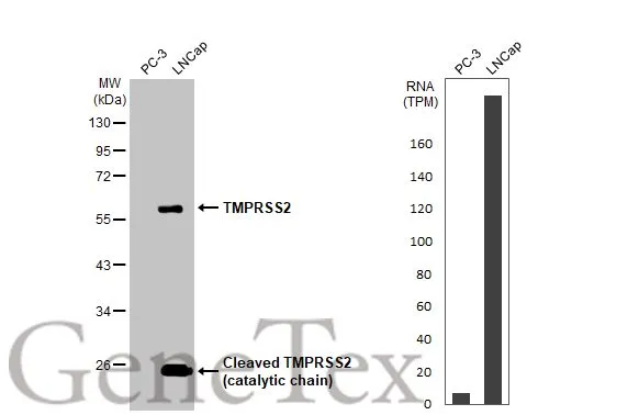 Various whole cell extracts (30 μg) were separated by 10% SDS-PAGE, and the membrane was blotted with TMPRSS2 antibody [HL2229] (GTX638274) diluted at 1:1000. The HRP-conjugated anti-rabbit IgG antibody (GTX213110-01) was used to detect the primary antibody, and the signal was developed with Trident ECL plus-Enhanced. Corresponding RNA expression data for the same cell lines are based on Human Protein Atlas program.