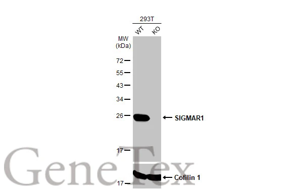 Wild-type (WT) and SIGMAR1 knockout (KO) 293T cell extracts (30 μg) were separated by 12% SDS-PAGE, and the membrane was blotted with SIGMAR1 antibody [HL2230] (GTX638275) diluted at 1:1000. The HRP-conjugated anti-rabbit IgG antibody (GTX213110-01) was used to detect the primary antibody.