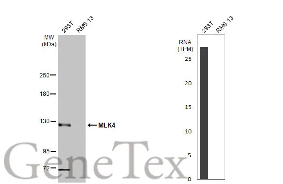 Various whole cell extracts (30 μg) were separated by 5% SDS-PAGE, and the membrane was blotted with MLK4 antibody [HL2234] (GTX638279) diluted at 1:1000. The HRP-conjugated anti-rabbit IgG antibody (GTX213110-01) was used to detect the primary antibody. Corresponding RNA expression data for the same cell lines are based on Human Protein Atlas program.