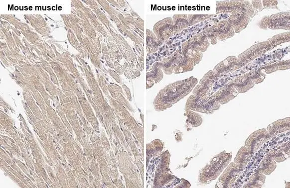 SPG7 antibody [HL2236] detects SPG7 protein by immunohistochemical analysis. Sample: Paraffin-embedded mouse tissues. SPG7 stained by SPG7 antibody [HL2236] (GTX638281) diluted at 1:20. Antigen Retrieval: Citrate buffer, pH 6.0, 15 min