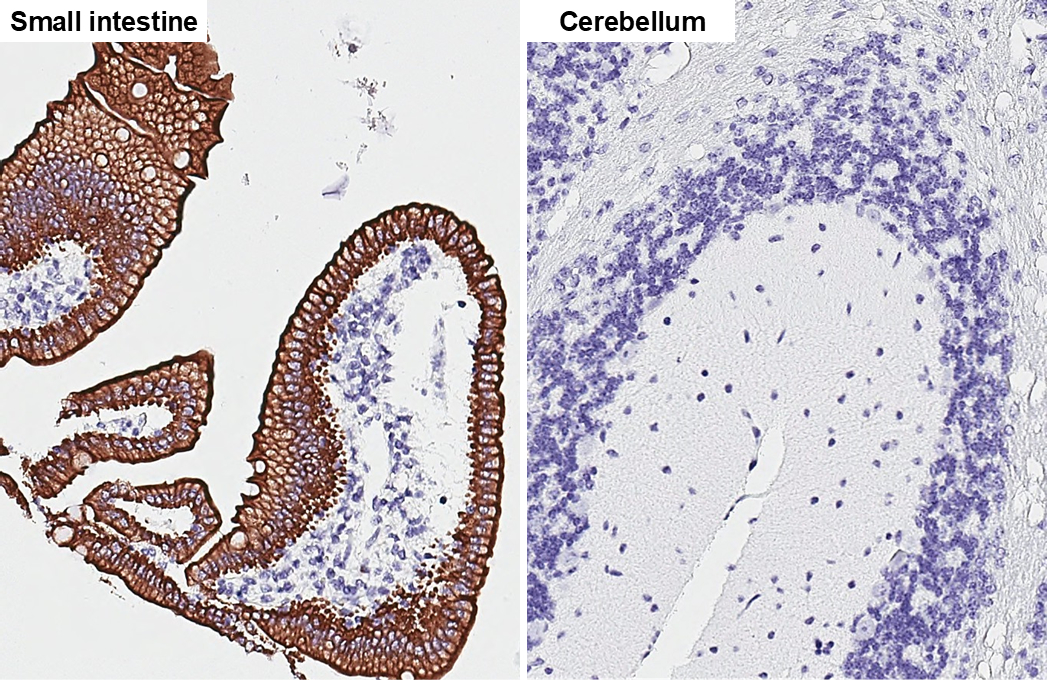 pan Cytokeratin antibody [HL2253] detects pan Cytokeratin protein by immunohistochemical analysis. Sample: Paraffin-embedded mouse tissues. pan Cytokeratin stained by pan Cytokeratin antibody [HL2253] (GTX638302) diluted at 1:10000. Antigen Retrieval: Tris-EDTA buffer, pH 9.0, 15 min