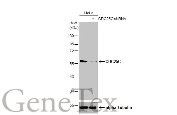 Non-transfected (–) and transfected (+) HeLa whole cell extracts (30 μg) were separated by 10% SDS-PAGE, and the membrane was blotted with CDC25C antibody [HL2255] (GTX638307) diluted at 1:1000. The HRP-conjugated anti-rabbit IgG antibody (GTX213110-01) was used to detect the primary antibody.