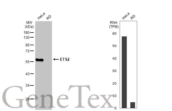 Various whole cell extracts (30 μg) were separated by 10% SDS-PAGE, and the membrane was blotted with ETS2 antibody [HL2259] (GTX638311) diluted at 1:1000. The HRP-conjugated anti-rabbit IgG antibody (GTX213110-01) was used to detect the primary antibody. Corresponding RNA expression data for the same cell lines are based on Human Protein Atlas program.