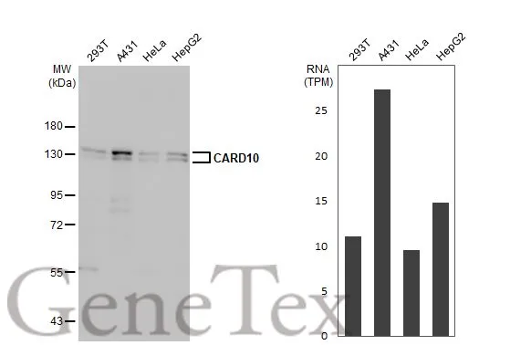 Various whole cell extracts (30 μg) were separated by 7.5% SDS-PAGE, and the membrane was blotted with CARD10 antibody [HL2260] (GTX638312) diluted at 1:1000. The HRP-conjugated anti-rabbit IgG antibody (GTX213110-01) was used to detect the primary antibody, and the signal was developed with Trident ECL plus-Enhanced. Corresponding RNA expression data for the same cell lines are based on Human Protein Atlas program.