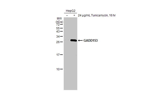 Untreated (–) and treated (+) HepG2 whole cell extract (30 μg) were separated by 15% SDS-PAGE, and the membrane was blotted with GADD153 antibody [HL2262] (GTX638314) diluted at 1:1000. The HRP-conjugated anti-rabbit IgG antibody (GTX213110-01) was used to detect the primary antibody.