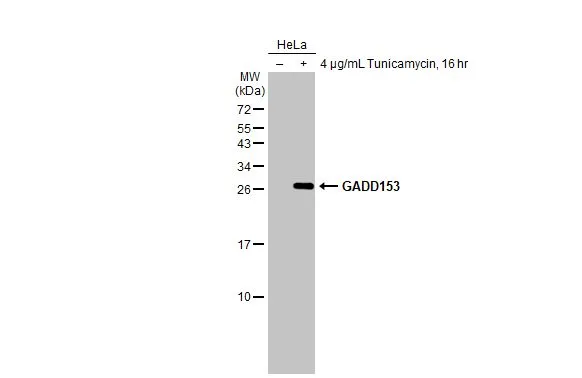 Untreated (–) and treated (+) HeLa whole cell extracts (30 μg) were separated by 15% SDS-PAGE, and the membrane was blotted with GADD153 antibody [HL2262] (GTX638314) diluted at 1:4000. The HRP-conjugated anti-rabbit IgG antibody (GTX213110-01) was used to detect the primary antibody.