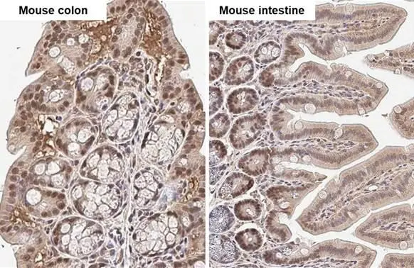 KLF5 antibody [HL2269] detects KLF5 protein by immunohistochemical analysis. Sample: Paraffin-embedded mouse tissues. KLF5 stained by KLF5 antibody [HL2269] (GTX638321) diluted at 1:100. Antigen Retrieval: Citrate buffer, pH 6.0, 15 min