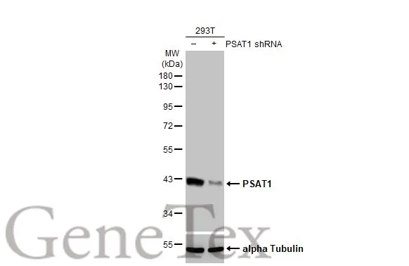 Non-transfected (–) and transfected (+) 293T whole cell extracts (30 μg) were separated by 10% SDS-PAGE, and the membrane was blotted with PSAT1 antibody [HL2270] (GTX638322) diluted at 1:1000. The HRP-conjugated anti-rabbit IgG antibody (GTX213110-01) was used to detect the primary antibody.