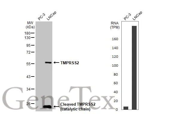 Various whole cell extracts (30 μg) were separated by 10% SDS-PAGE, and the membrane was blotted with TMPRSS2 antibody [HL2279] (GTX638332) diluted at 1:1000. The HRP-conjugated anti-rabbit IgG antibody (GTX213110-01) was used to detect the primary antibody, and the signal was developed with Trident ECL plus-Enhanced. Corresponding RNA expression data for the same cell lines are based on Human Protein Atlas program.
